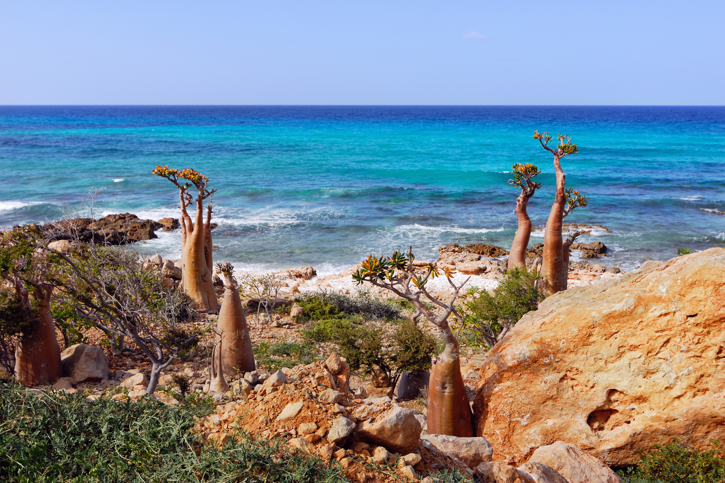 socotra island (2).webp